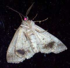 Smyriodes aplectaria