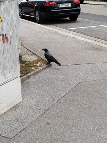 Corvus observed 2026-10-29