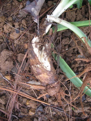 Prochnyanthes mexicana