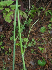 Prochnyanthes mexicana