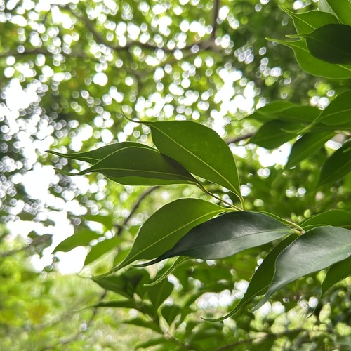 Eugenia observed 2026-10-29