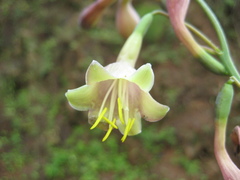 Prochnyanthes mexicana