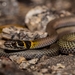 Collared Whipsnake - Photo (c) Noah Kirkland, some rights reserved (CC BY), uploaded by Noah Kirkland