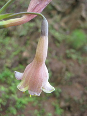 Prochnyanthes mexicana