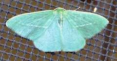 Chlorocoma stereota