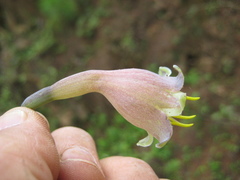 Prochnyanthes mexicana