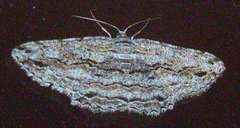 Scioglyptis chionomera