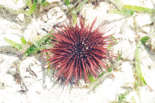 Echinometra mathaei observed 2026-10-27