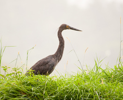 Ardea sumatrana