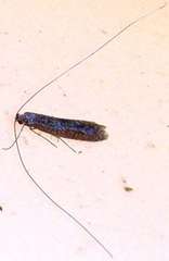 Ceromitia iolampra