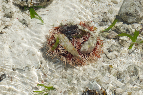 Tripneustes gratilla observed 2026-10-27