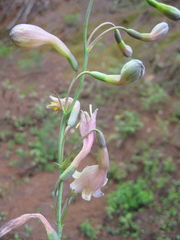 Prochnyanthes mexicana