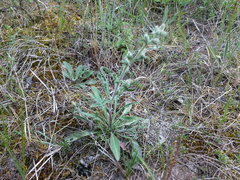 Campanula sibirica taurica