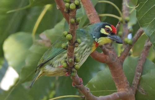 Psilopogon haemacephalus observed 2026-10-27