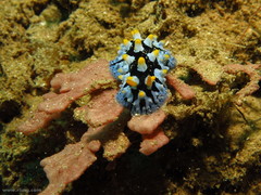 Phyllidia picta