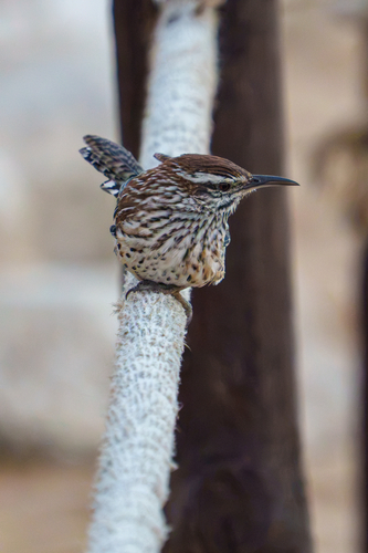 Campylorhynchus brunneicapillus observed 2026-10-28