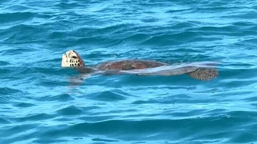 Chelonia mydas photograph by the iNaturalist community