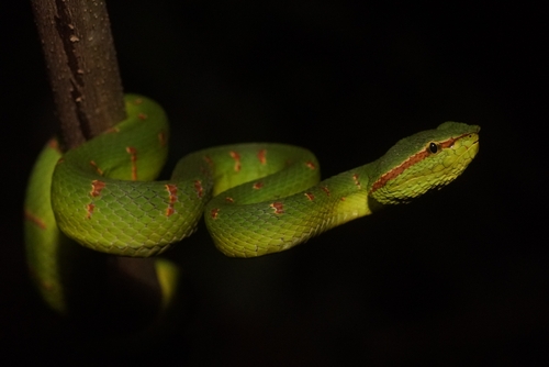 Tropidolaemus wagleri observed 2026-10-29