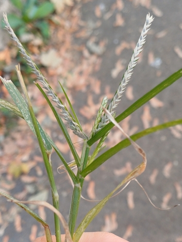Eleusine indica observed 2026-10-29