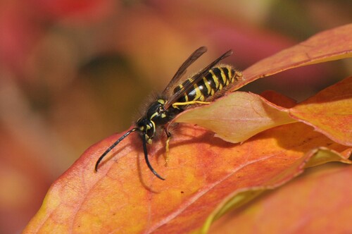 Vespula vulgaris observed 2026-10-29