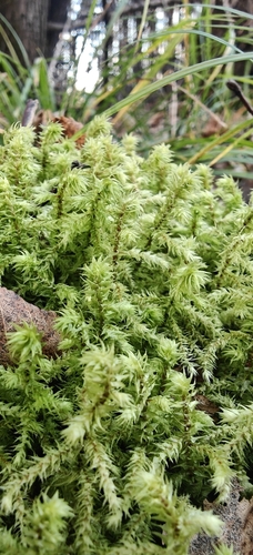 Hylocomiadelphus triquetrus observed 2026-10-29