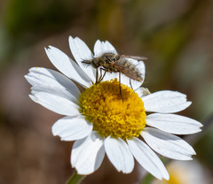 Conophorus virescens