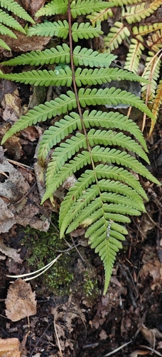 Dryopteris observed 2026-10-29