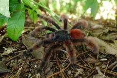 Caribena versicolor