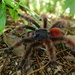 Antilles Pinktoe Tarantula - Photo (c) gug972, some rights reserved (CC BY-NC)