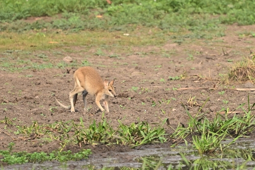 Macropus agilis observed 2026-10-29