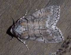 Smyriodes aplectaria