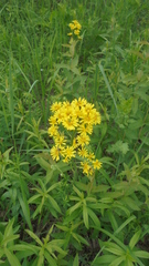 Crepis praemorsa