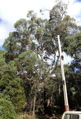 Eucalyptus viminalis viminalis