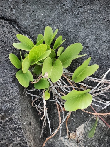Ipomoea pes-caprae observed 2026-10-29
