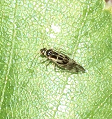 Graphopsocus cruciatus