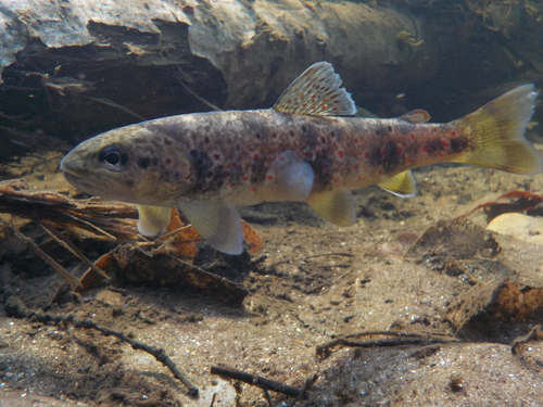 Brown Trout