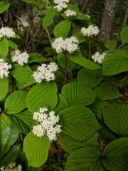 Viburnum wrightii