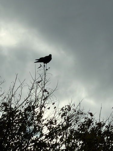 Corvus observed 2026-10-29