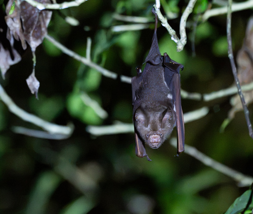 Hipposideros diadema observed 2026-10-26