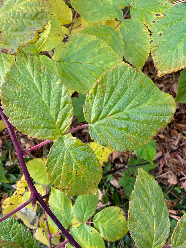 Rubus observed 2026-10-29