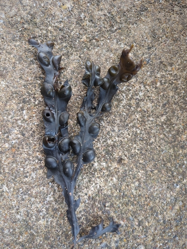 Fucus vesiculosus observed 2026-10-29