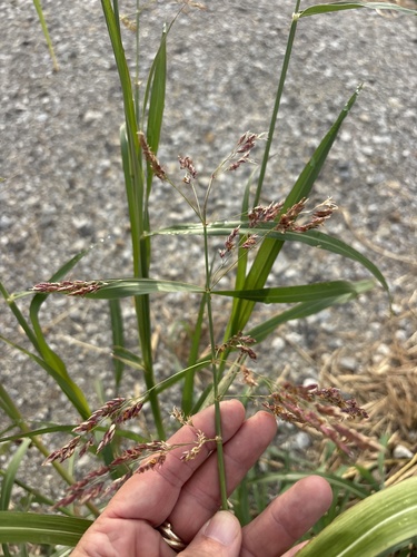 Sorghum halepense observed 2026-10-29