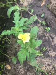 Oenothera grandis