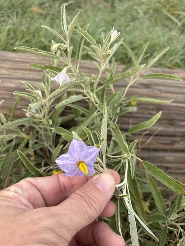 Solanum elaeagnifolium observed 2026-10-29