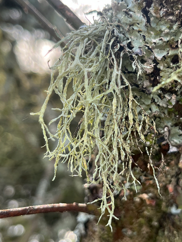 Ramalina observed 2026-10-29