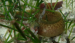 Gymnothorax chilospilus