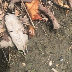 Cryptotympana atrata