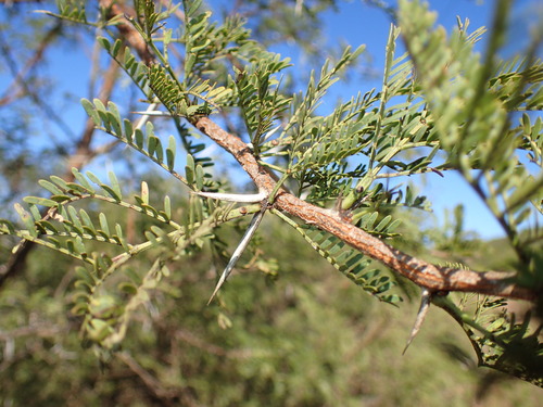Image of Vachellia natalitia by (c) Mahomed Desai, some rights reserved (CC BY)