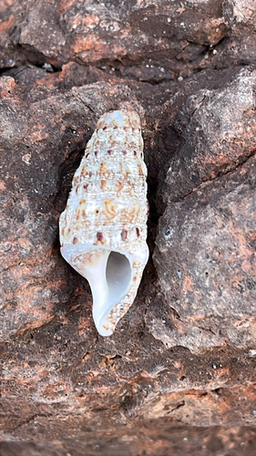 Cerithium observed 2026-10-29