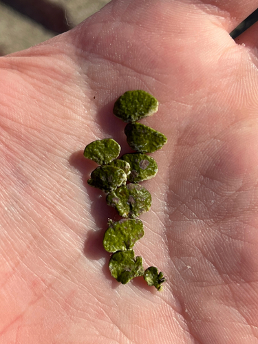 Halimeda observed 2026-10-29